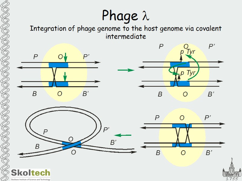 Phage l Integration of phage genome to the host genome via covalent intermediate